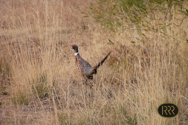 Pheasant